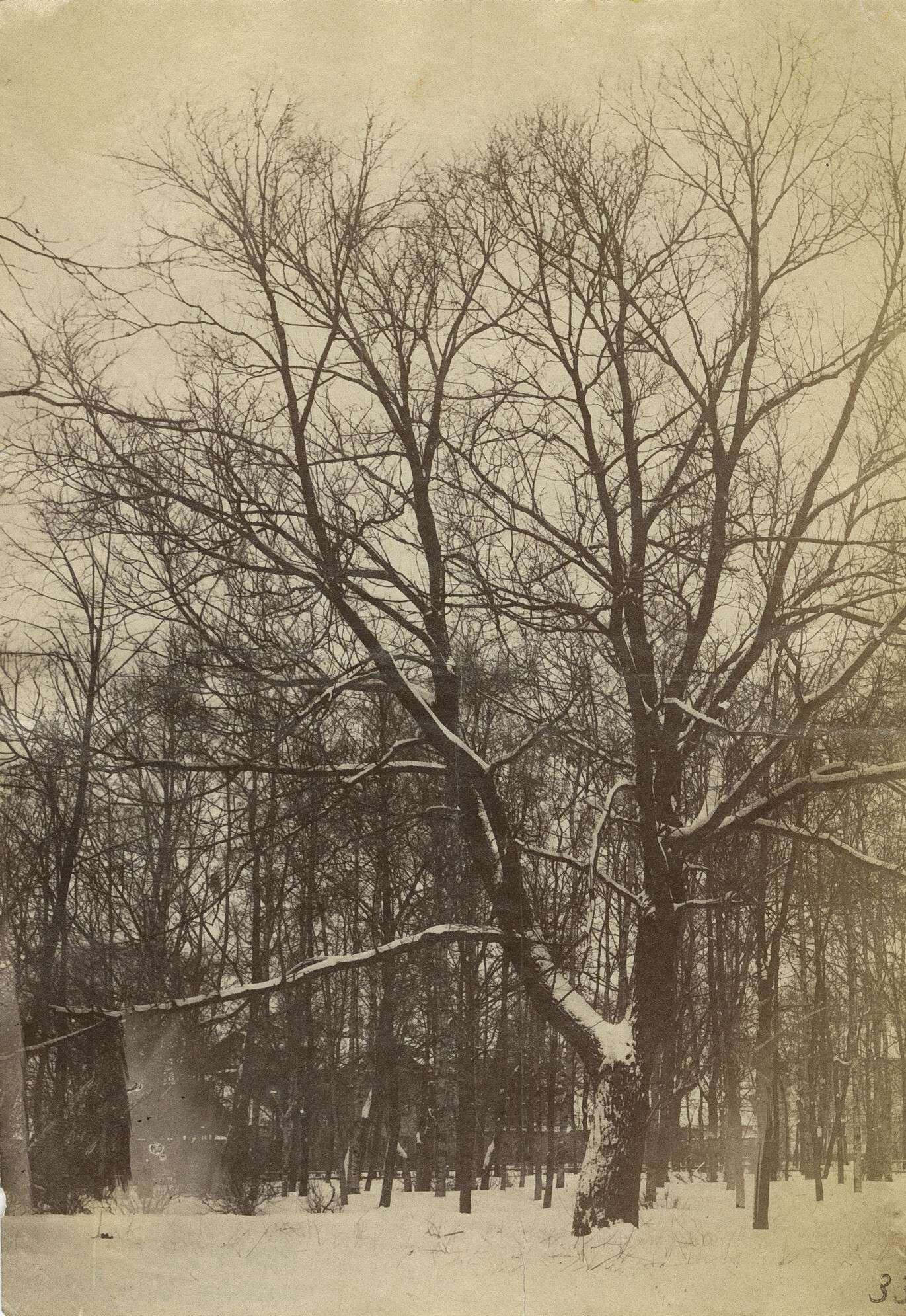 Вильям Каррик. 
 

Зимний лес 

Санкт-Петербург, 1860–1870‑е 